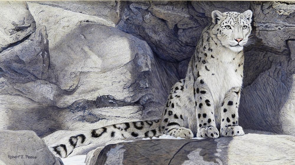 Appraisal: Robert E Pease Snow Leopard Painting United States - Naturalist