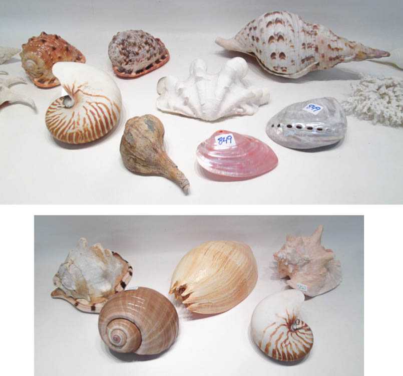 Appraisal: FIVE LARGE SEASHELLS including the Queen Conch the Tiger Nautilus