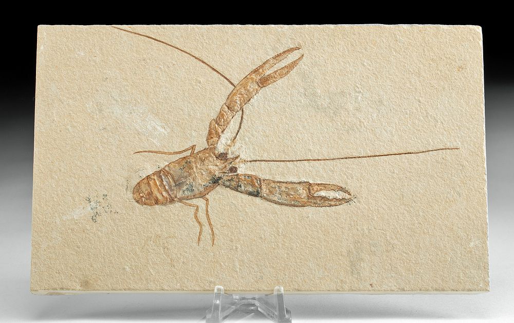 Appraisal: Fossilized Homarus Hakelensis Lobster in Stone Matrix Ancient Seas Lebanon