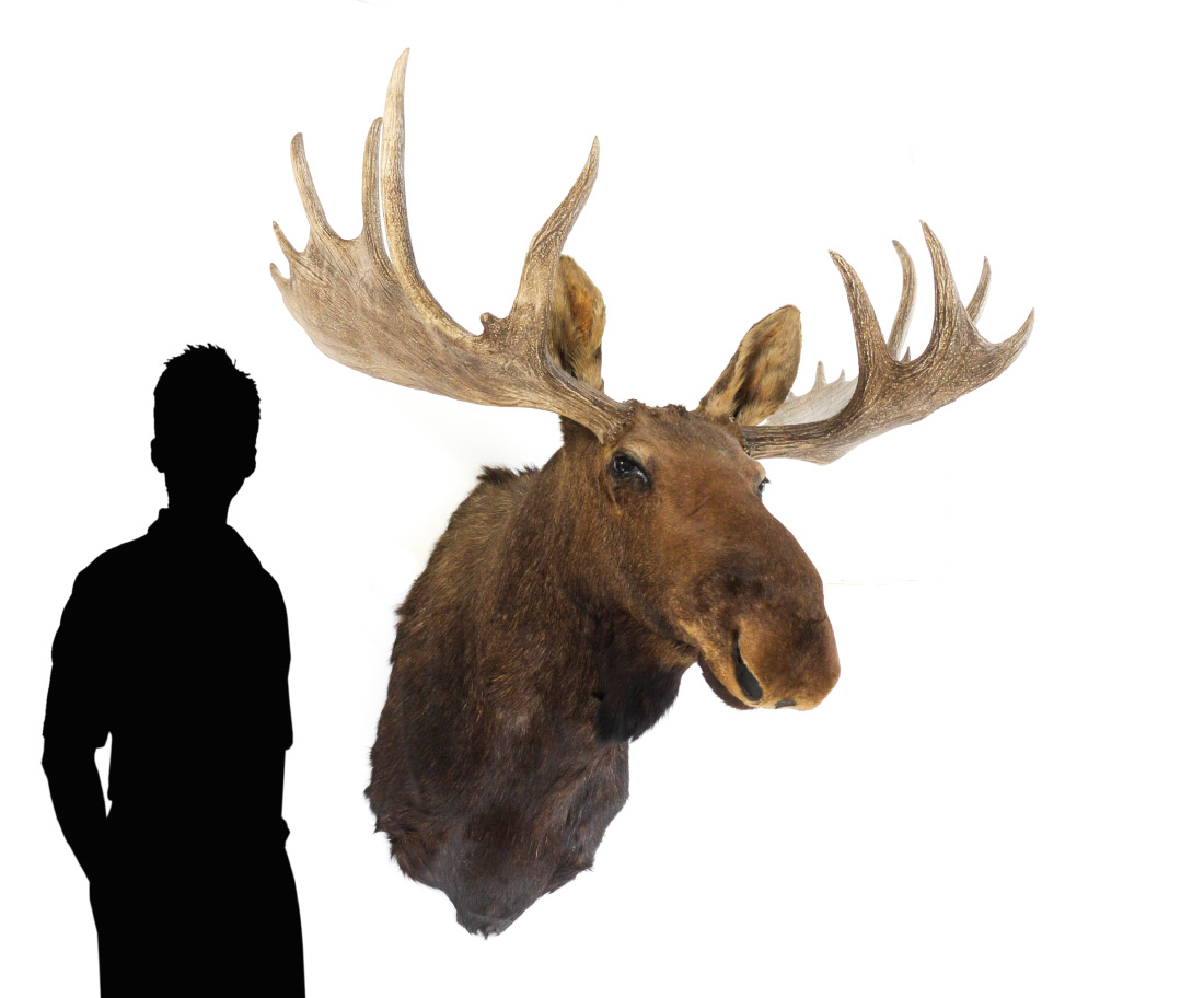 Appraisal: LB LARGE TAXIDERMY BULL MOOSE MOUNT Moose taken in Canada