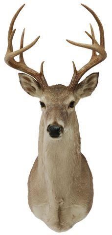 Appraisal: Taxidermy Whitetail deer shoulder mount point antlers approx h w