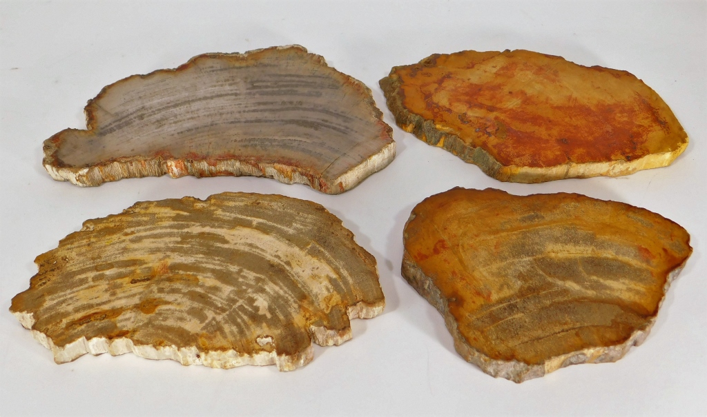 Appraisal: POLISHED PETRIFIED WOOD FOSSIL SPECIMEN SLABS Earth Millions of years