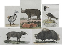 Appraisal: A Collection of Five Framed Prints of Birds and Animals