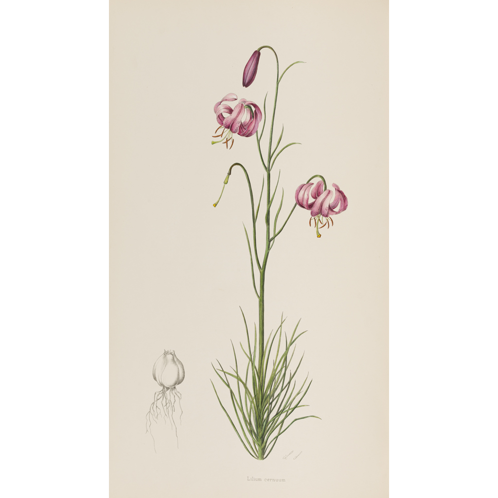 Appraisal: Lilies - Grove Arthur Cotton Arthur - Elwes Henry John