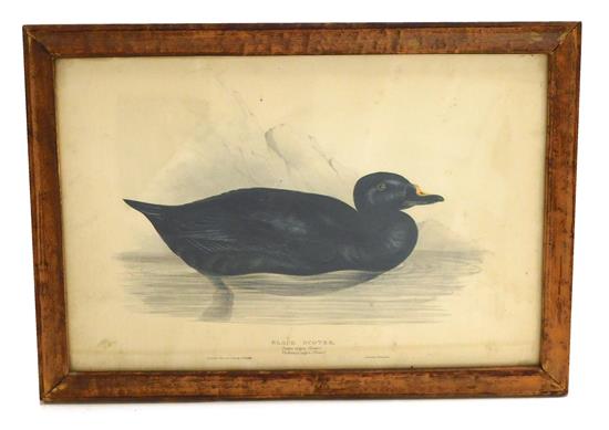 Appraisal: J E Gould hand-colored lithograph Black Scoter printed by C