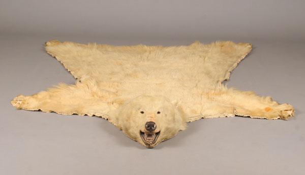 Appraisal: Vintage full-bodied polar bear hide rug with taxidermy head L