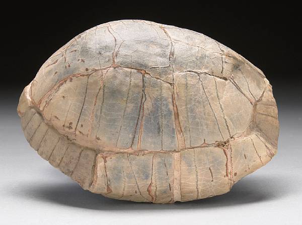 Appraisal: Fossil Turtle Stylemys nebrascensis Oligocene White River Formation Badlands South