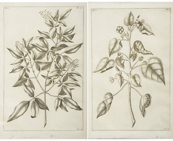 Appraisal: Artist Unknown Botanical Studies Etchings printed on laid paper with