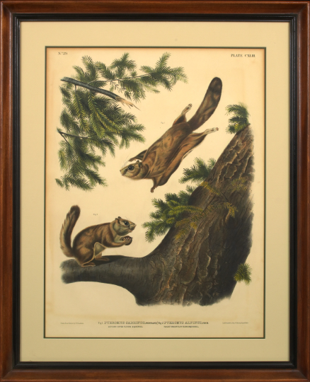 Appraisal: After John James Audubon American - Hudson's Bay Squirrel Plate