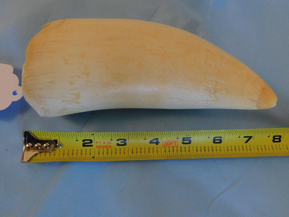 Appraisal: LARGE POLISHED WHALE TOOTH Large polished whale tooth x inches