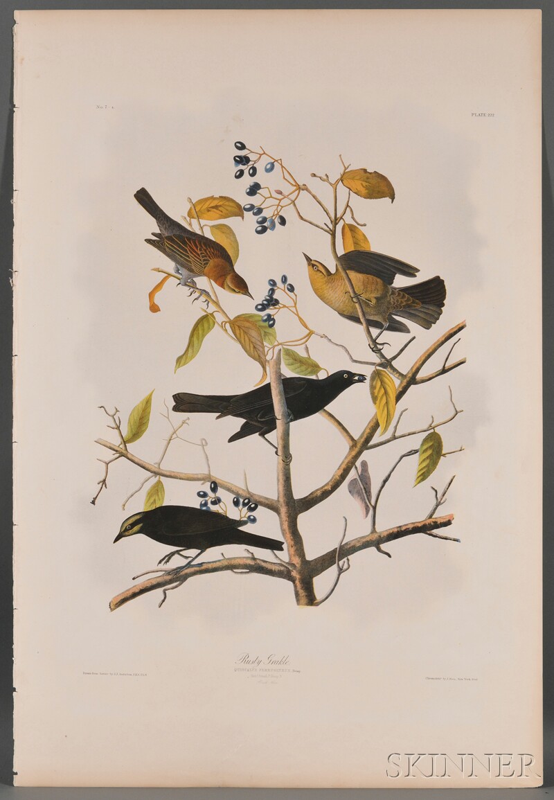 Appraisal: Audubon John James - Rusty Grackle plate No - from