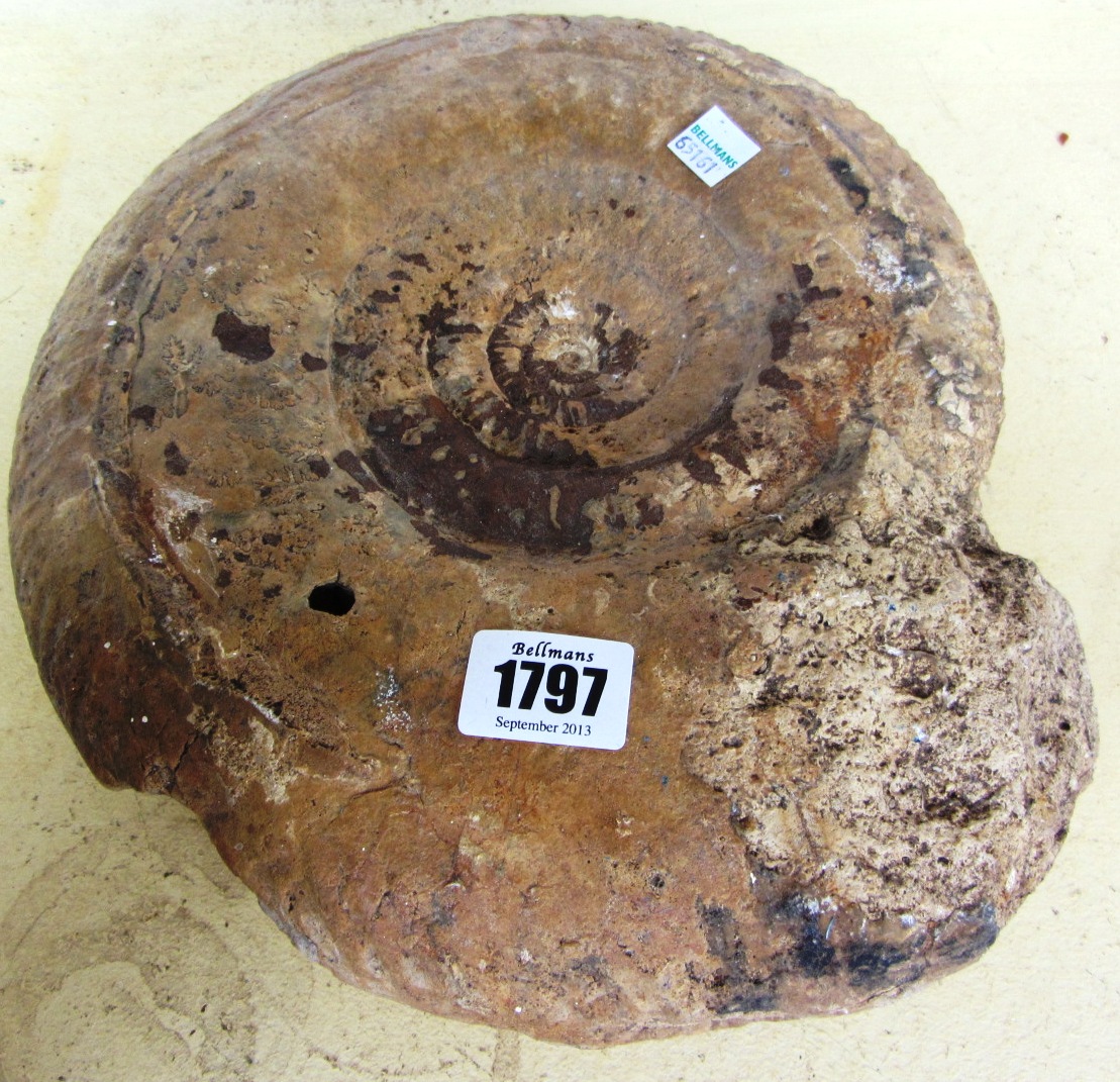 Appraisal: An ammonite of typical form cm wide