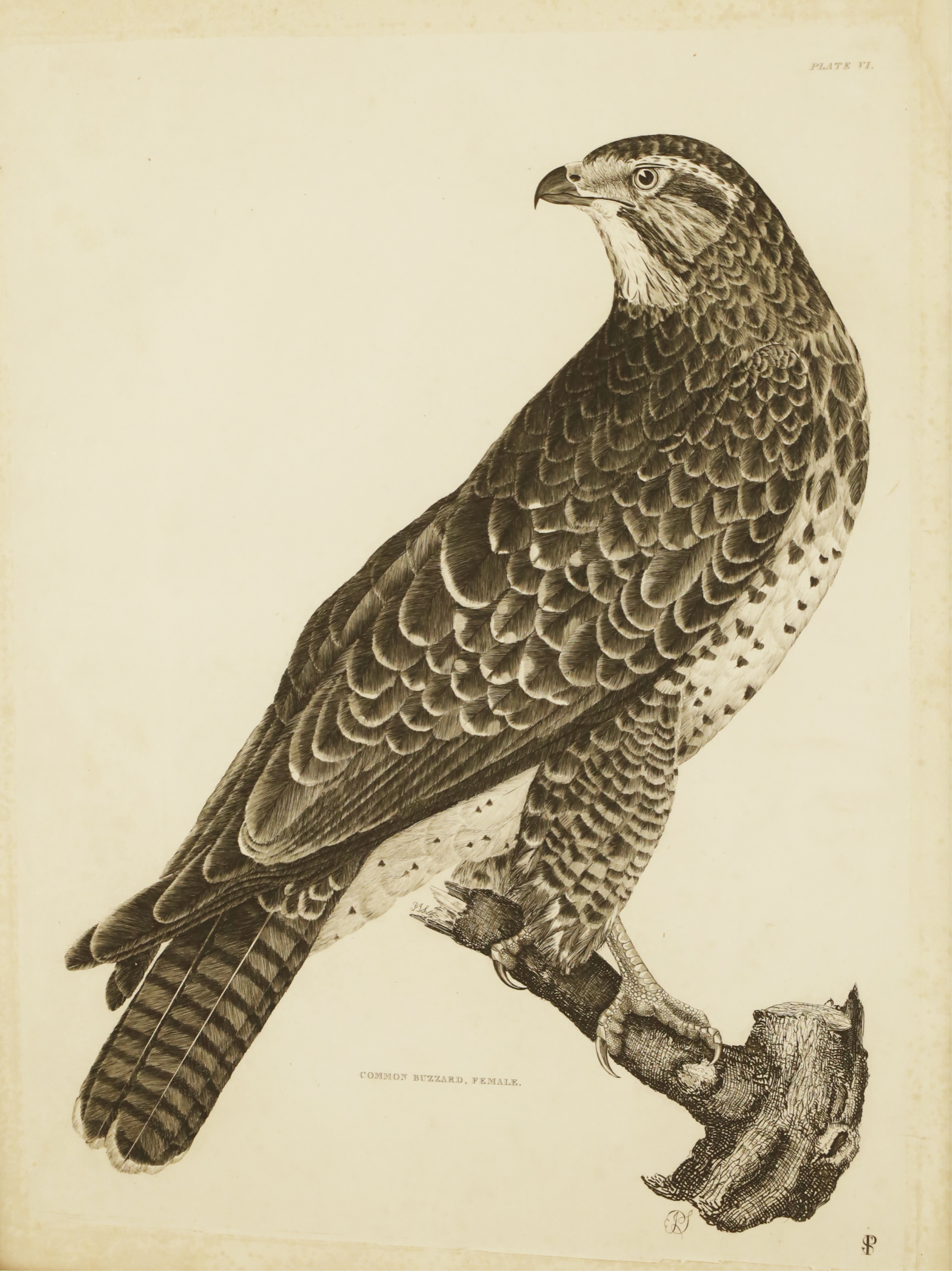 Appraisal: PRIDEAUX JOHN SELBY BRITISH - Uncolored engraving titled Common Buzzard