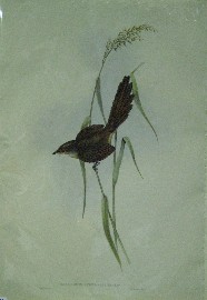 Appraisal: Bristle-bird Dasyornis Australis Lithograph by Elizabeth Gould