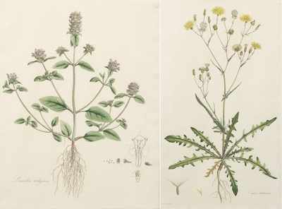 Appraisal: A Pair of Hand Colored Botanical Engravings Each of the