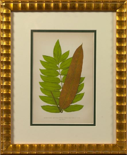 Appraisal: English School Late th Century Fern Fronds suite of eight