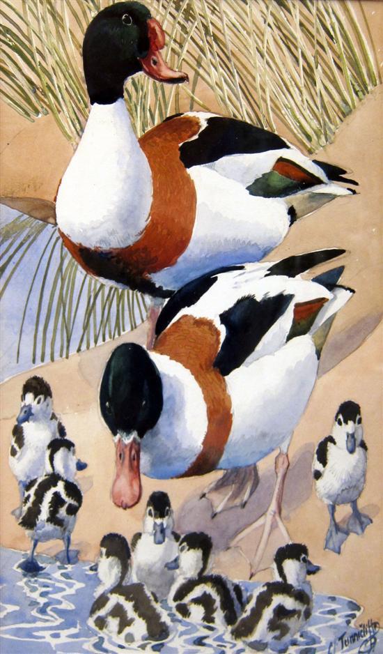 Appraisal: Charles Frederick Tunnicliffe watercolour signed ducks and ducklings x