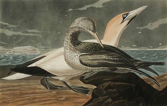 Appraisal: After John James Audubon American - Gannet Plate CCCXXVI Engraving