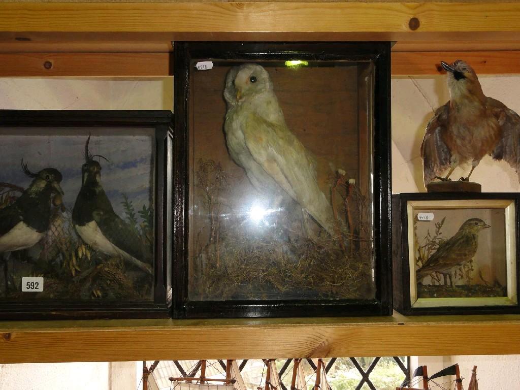 Appraisal: An interesting collection of taxidermy including a tawny owl a