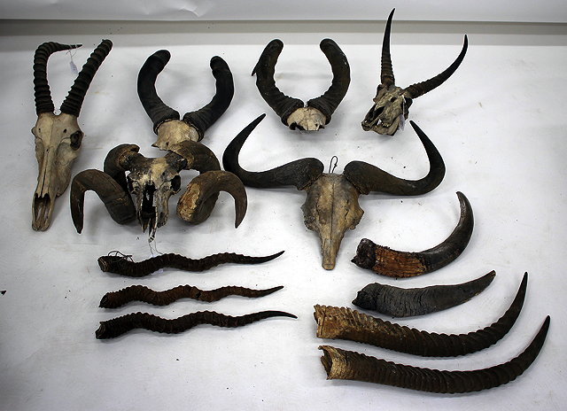 Appraisal: A COLLECTION OF HORNS mounted on partial skulls to include