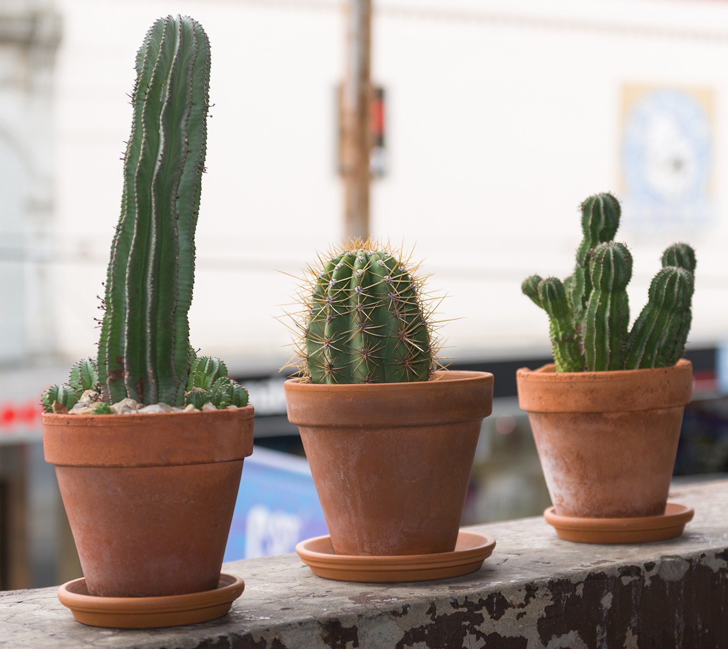 Appraisal: SIX POTTED PLANTS INCLUDING THREE CACTI AND ONE SUCCULENT IN