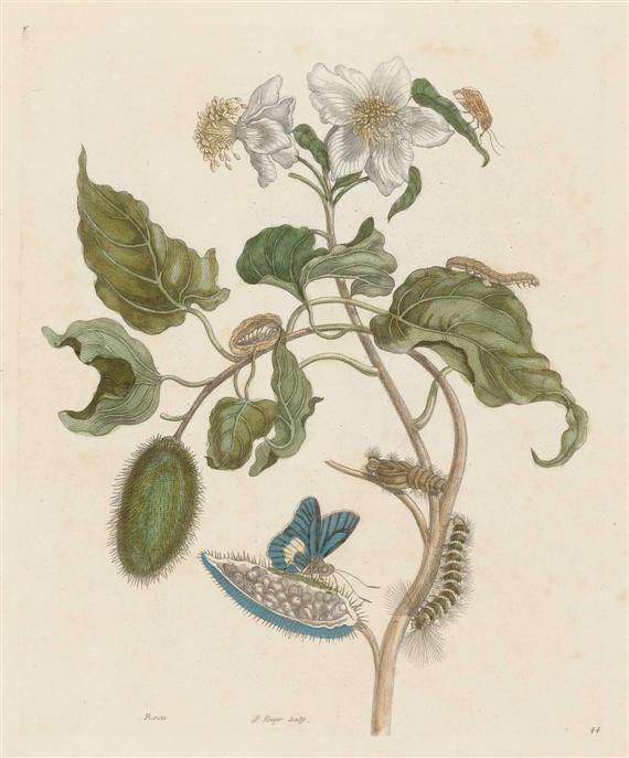 Appraisal: BOTANY -after Maria Sibylla Merian - Lot of sheets Rocu