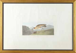 Appraisal: John James Audubon - Rocky Mountain Plover No Plate Havell