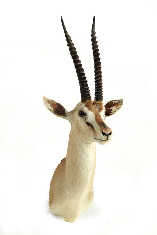 Appraisal: GRANT'S GAZELLE TAXIDERMY HEAD MOUNT ''h