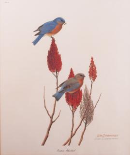 Appraisal: William Zimmerman Signed Eastern Bluebird Print Matted and framed under