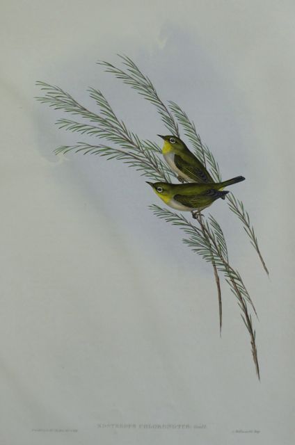 Appraisal: Green-backed Zosterops Zosterops Chloronotus