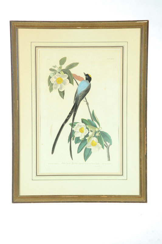 Appraisal: FORK-TAILED FLYCATCHER PRINT AFTER AUDUBON - Handcolored lithograph printed by