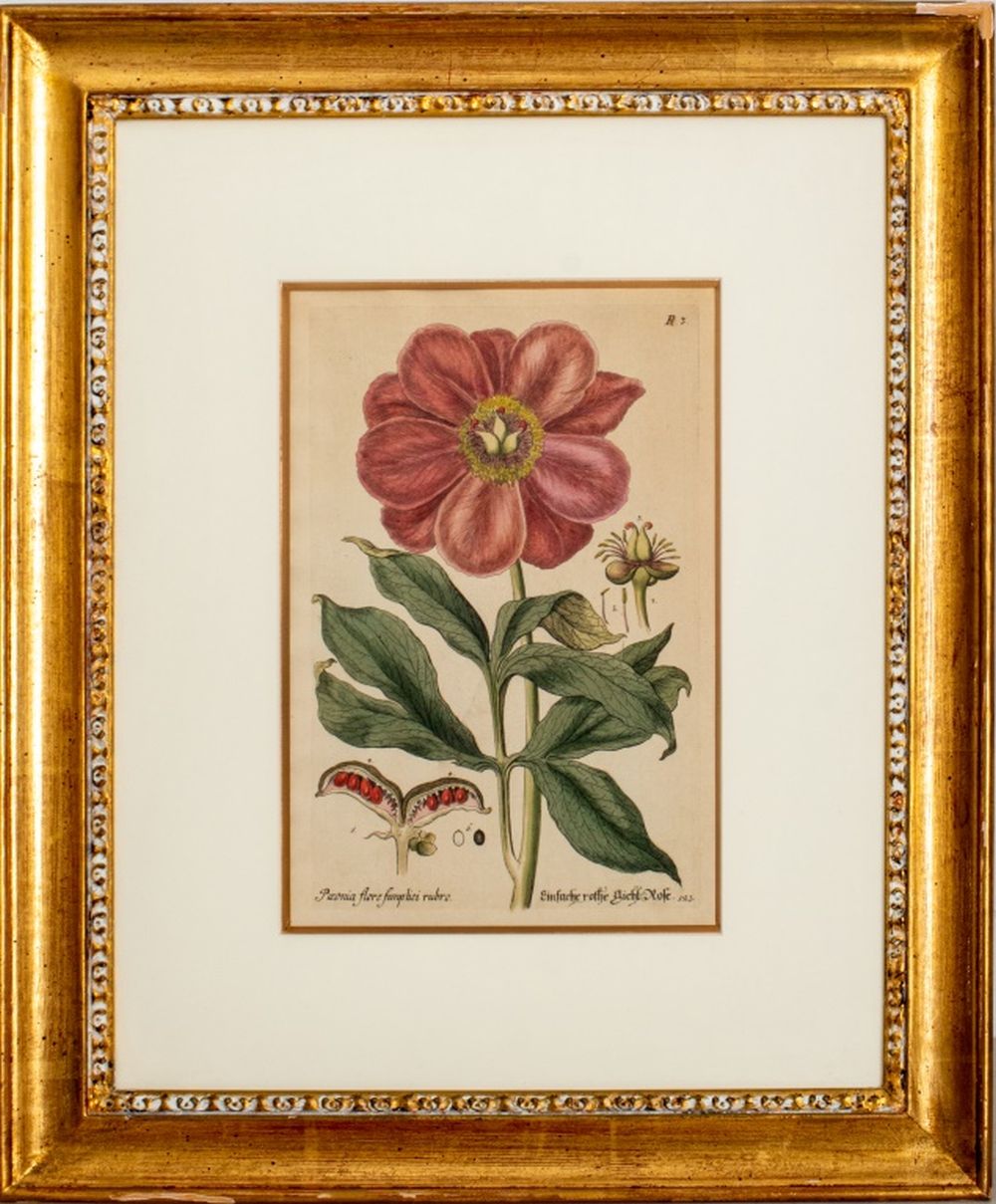 Appraisal: BASILIUS BESLER BOTANICAL HAND COLORED LITHOGRAPH After Basilius Besler German