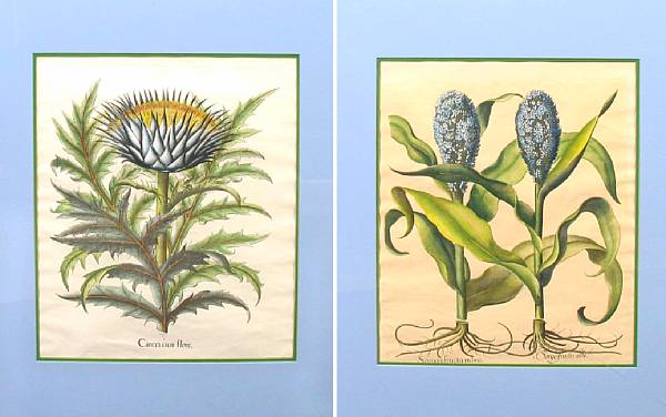 Appraisal: A set of four colored botanical engravings height of image