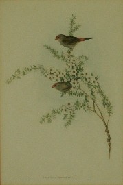 Appraisal: John Gould - Red Eyebrowed Finch - hand coloured lithograph