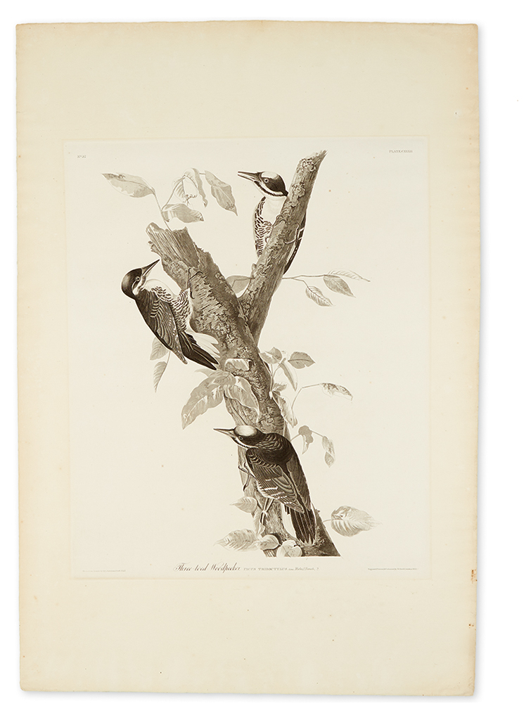 Appraisal: AUDUBON JOHN JAMES Three-Toed Woodpecker Plate CXXXII Uncolored aquatint and