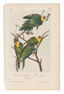 Appraisal: AUDUBON John James - Carolina Parrot or Parrakeet Plate Hand-colored