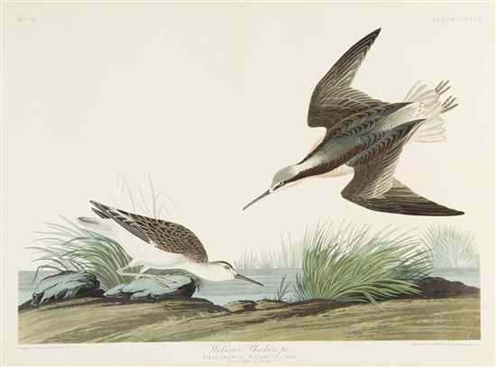 Appraisal: AUDUBON JOHN JAMES after HAVELL ROBERT Wilson's Phalarope Phalaropus Wilsonii