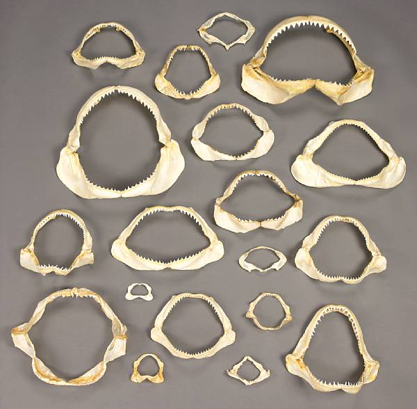 Appraisal: Collection of Twenty Shark Jaws Carcharhinus altimus Negaprion brevirostris Isurus