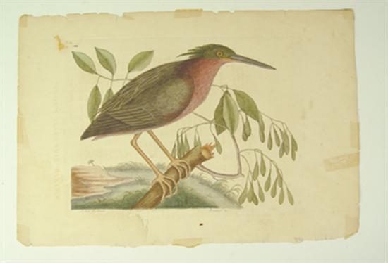 Appraisal: Catesby Mark The Small Bittern T From The Natural History