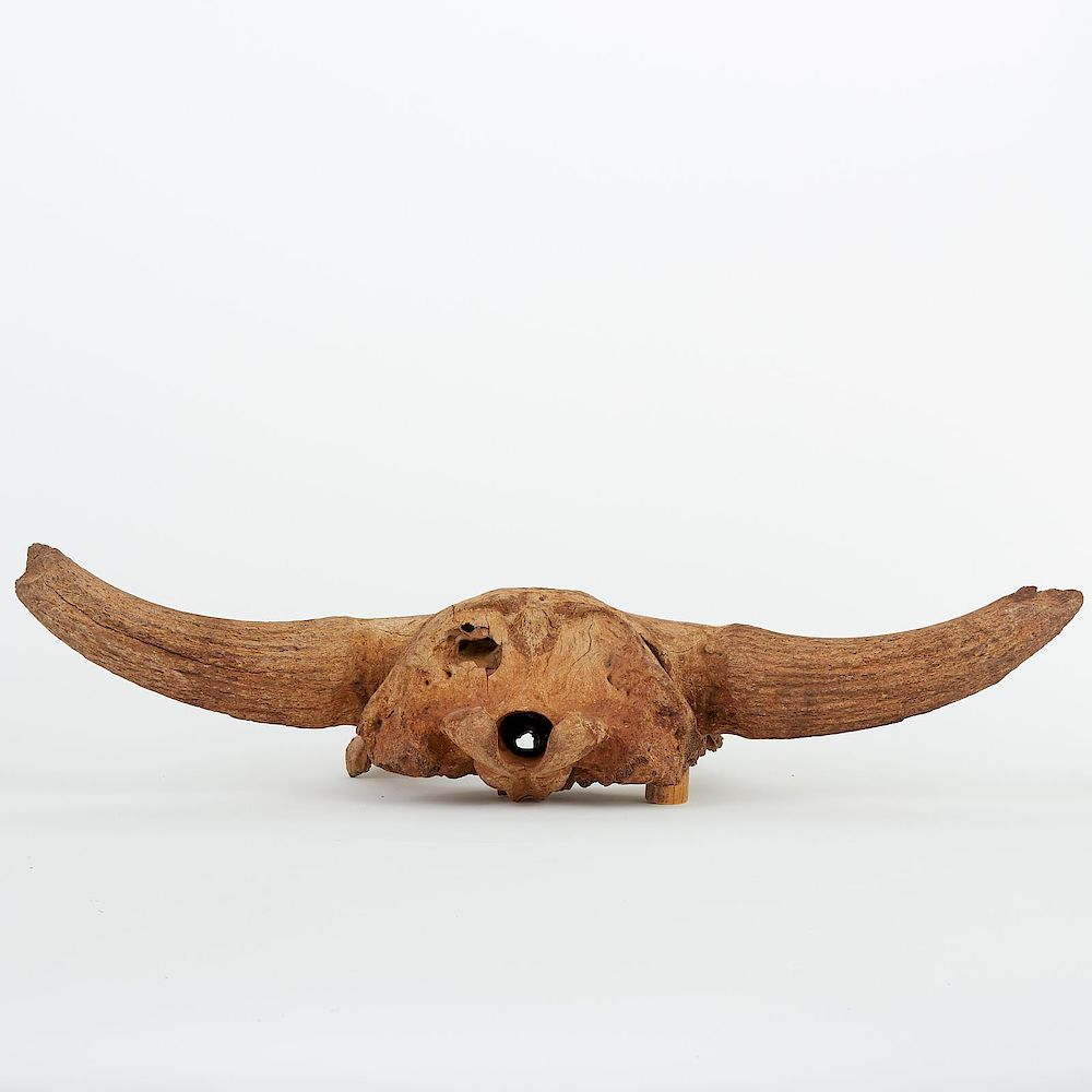 Appraisal: Pleistocene Steppe Bison Skull Deaccessioned Alaska Museum Pleistocene bison priscus