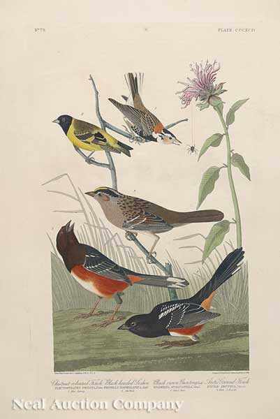 Appraisal: John James Audubon American - Chestnut-coloured Finch Black-headed Siskin Black