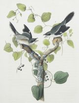 Appraisal: Loggerhead Shrike Royal Octavo Edition - Male Female Greenbriar or