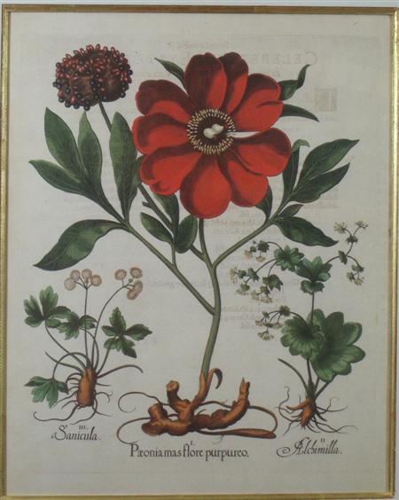 Appraisal: A set of four decorative Botanical prints of flowers in