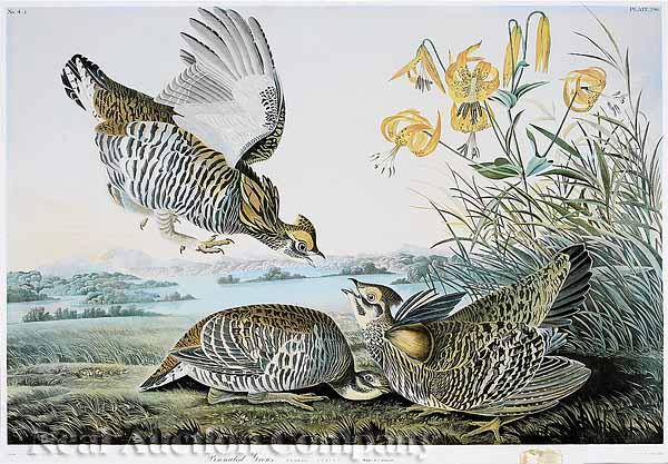 Appraisal: After John James Audubon American - Pinnated Grous No -