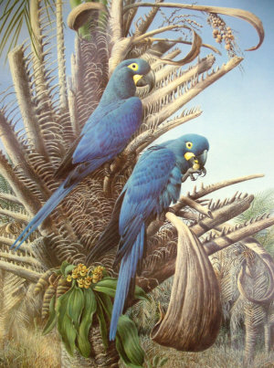 Appraisal: After David Johnston b - Lear's Macaw published reproduction print