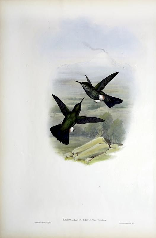 Appraisal: Beautiful Hand Colored Lithographs of Hummingbirds by Gould Eriocnemis Squamata