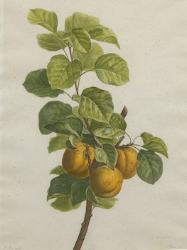 Appraisal: After Pancrace Bessa French - Apricots Hand colored stipple engraving