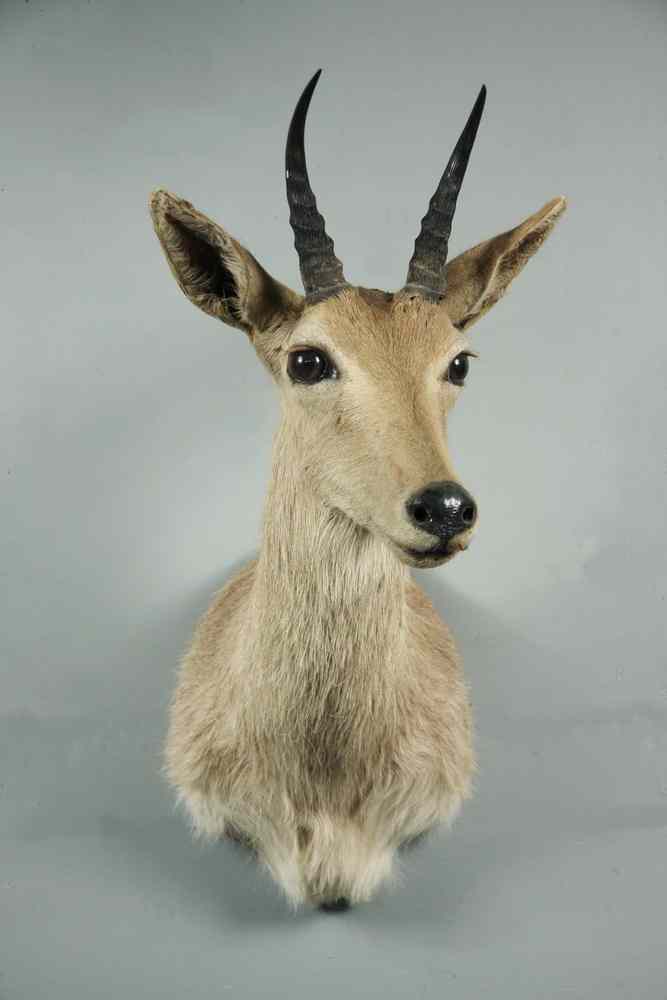 Appraisal: EXOTIC BIG GAME TAXIDERMY MOUNT - Taxidermy Mount of a