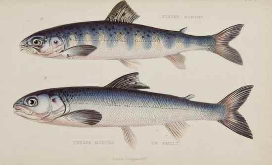 Appraisal: Fitzgibbon Edward Ephemera Andrew Young The Book of the Salmon