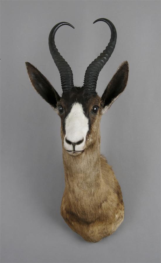 Appraisal: A Taxidermied Black Springbok Buck Height inches